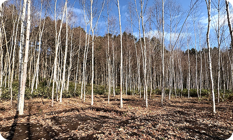 林間サイトの写真 その1