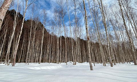 林間サイトの写真 その2